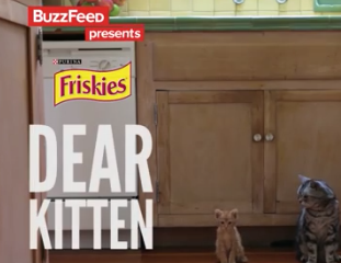 dear kitten, friskies, brand video, buzzed